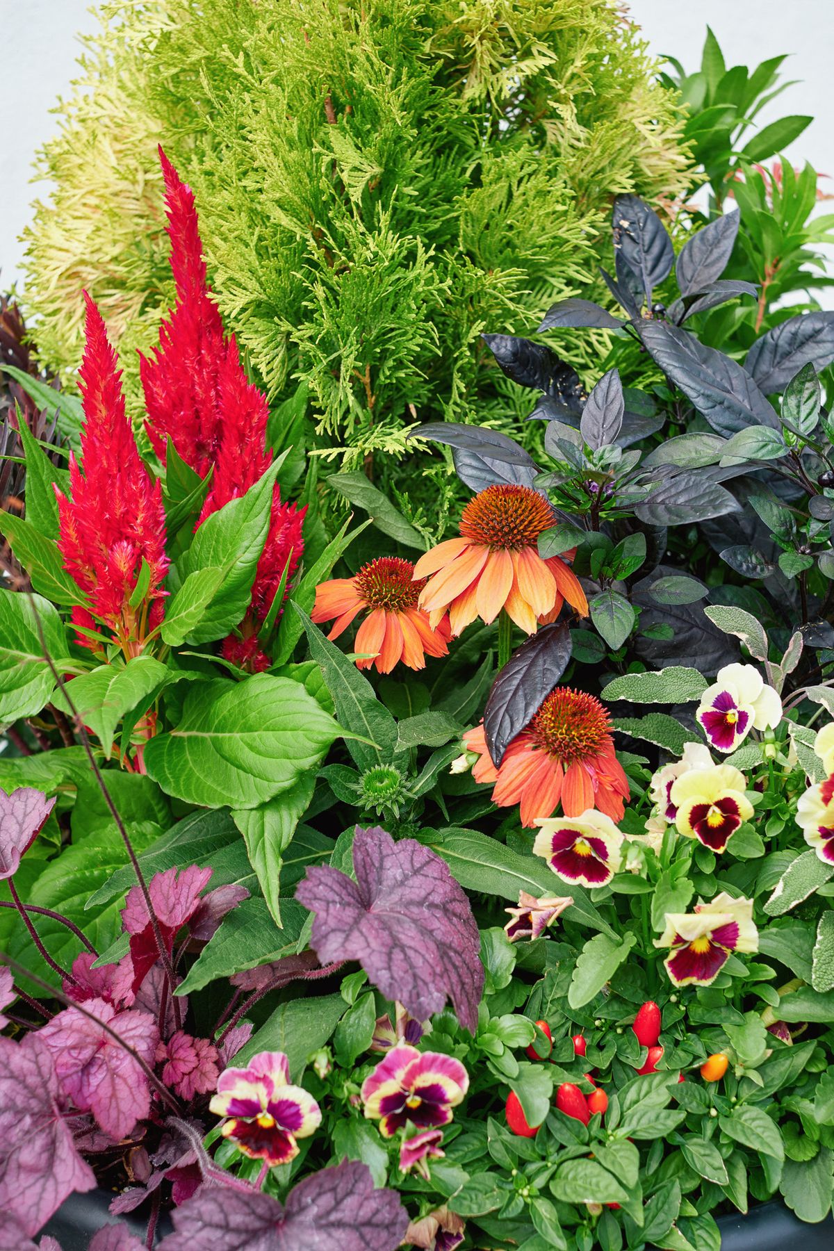 Enliven Planters fall container arrangement